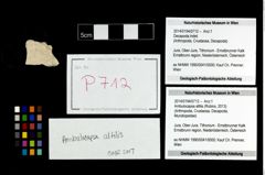 Foto (Objekt + Etikett) von Ambulocapsa altilis (Robins, 2013)  (NHMW-GEO-2014-0194-0712)